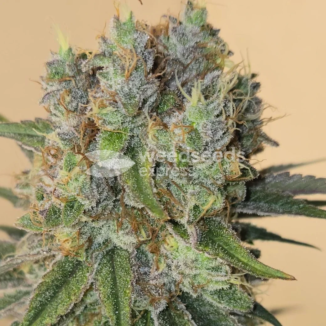 Permanent Marker Feminized by WeedSeedsExpress grown by Tropicannibis_Todd
